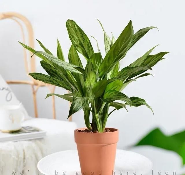 叶绿根|银皇后冬天有“四怕”,避开了才能顺利过冬,叶绿根壮长势旺!