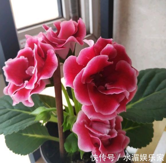 爆盆|大岩桐,好难听的名字,漂亮赛玫瑰,这么养开花爆盆就是半年