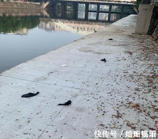 河道|实拍广州城中村河道,野生鱼成灾,有人一天钓几十斤,却踩死丢弃