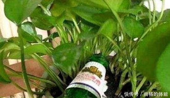 啤酒水浇花有技巧，里面加“4个小东西”，叶子油绿，花儿长疯了！