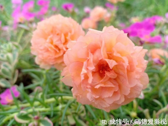 死不了的花,枝条沾土就活,从4月开到12月!