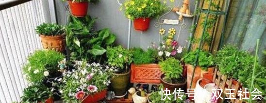 同样是在阳台养花,为什么别人养的那么好,我却养一盆死一盆