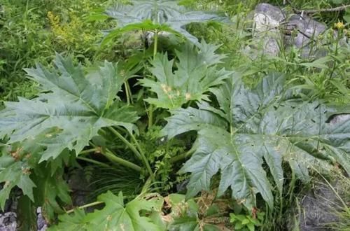 泻药|大黄农村遍地都是,不是人参胜似“人参”,竟然还能拿去卖钱呢