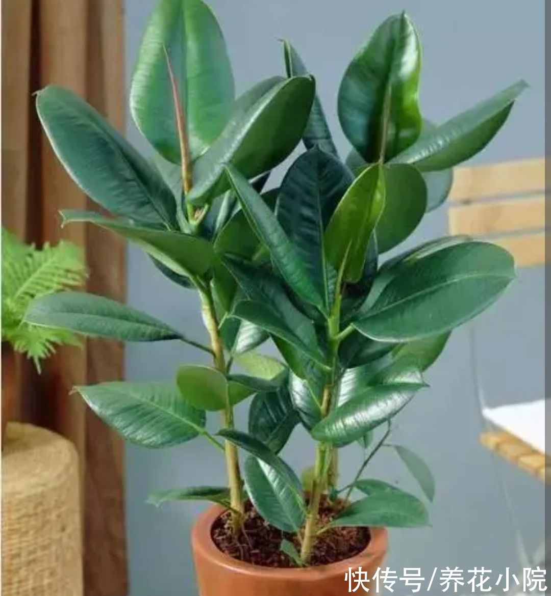 橡皮树不长新叶,4个方面没有做好,改正后长得枝叶繁茂