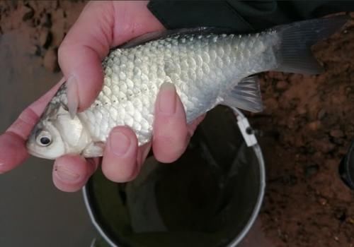 误区|酒米的神奇你听到过多少?关于酒米的几个误区