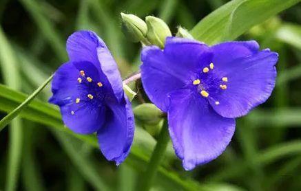 农历10月初6立冬后,养什么花?以下3种花,宾客如云福开新运