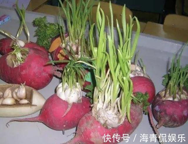 什么塑料瓶、花盆,也不如1种“空油桶”,1桶种下20个大蒜,够吃