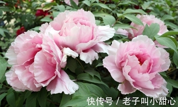 芍药科|此花是中国花“花王”,花多多姿多彩,也是中国十大名花之一