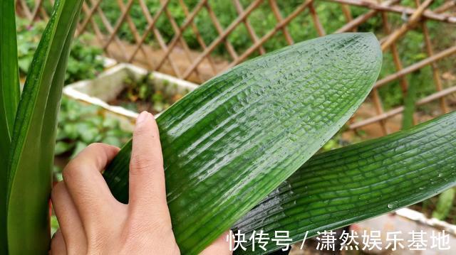 张大爷养的君子兰,一年能开2次花,把他的方法毫无保留地分享