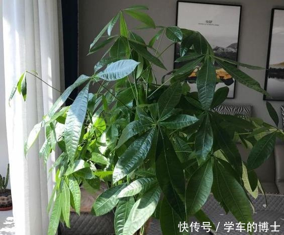 家中常见的5种花,用小盆,少浇水,才能长得更旺盛,开花更多!