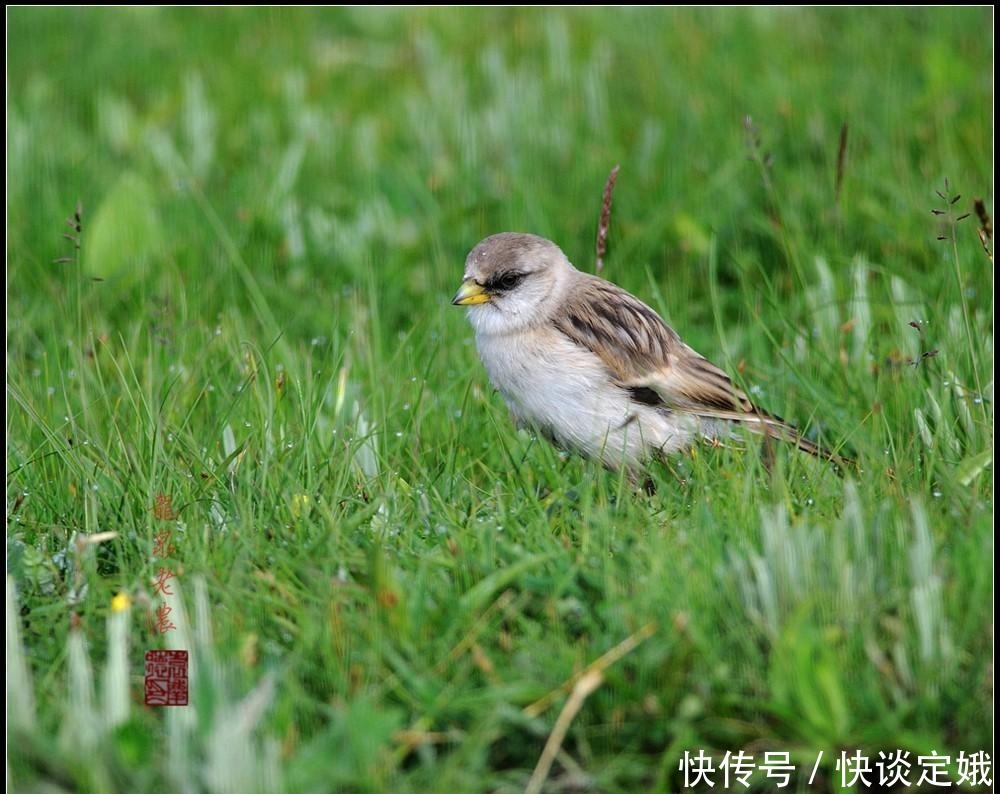 飞行|新疆雪雀,高原鸟,孤独的飞行者!
