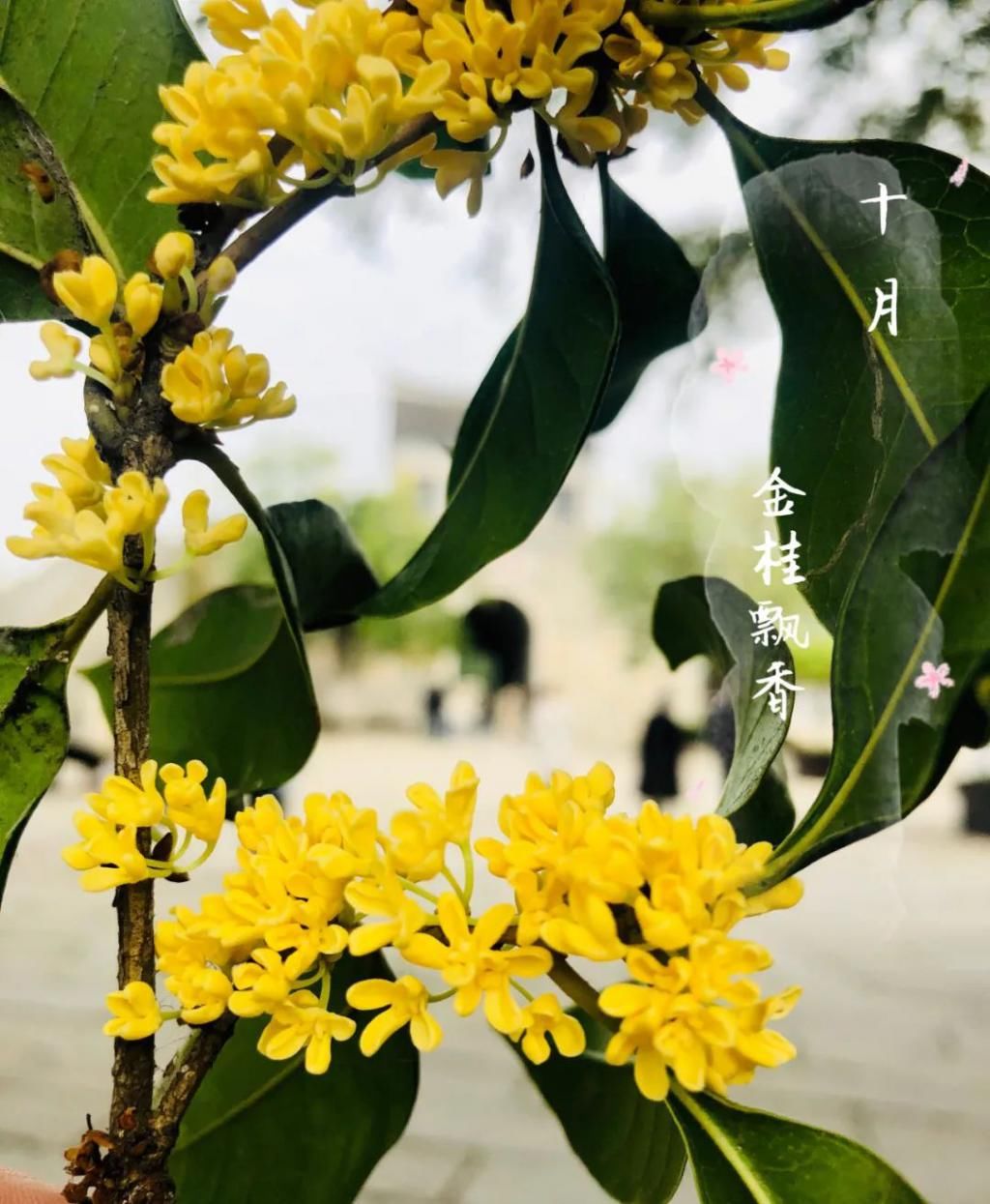 桂花|这个秋天，一起来感受桂花味的窑湾古镇