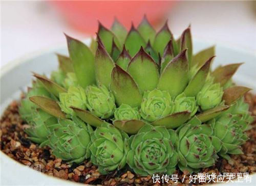 养花小知识,观音莲篇