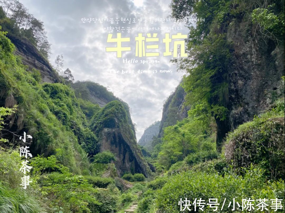 你家的牛栏坑肉桂做出这样的汤色？山场韵呢？牛栏坑坑主直接怒怼