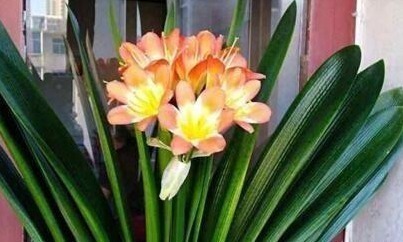 绿萝|盆底埋点“它”,绿萝、君子兰疯长如“杂草”,叶大如掌花爆满盆