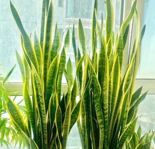 常春藤|4种富贵花,添福添贵添好运,开满整个花盆,快养起来吧!