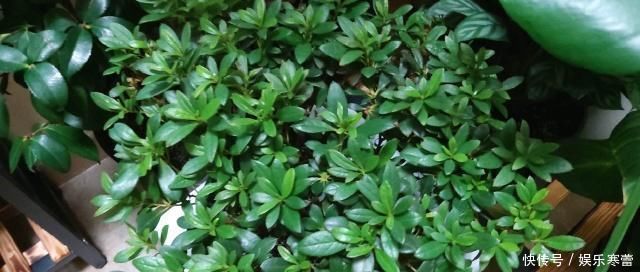 养花,什么情况下“不能施肥”看养花达人怎么说