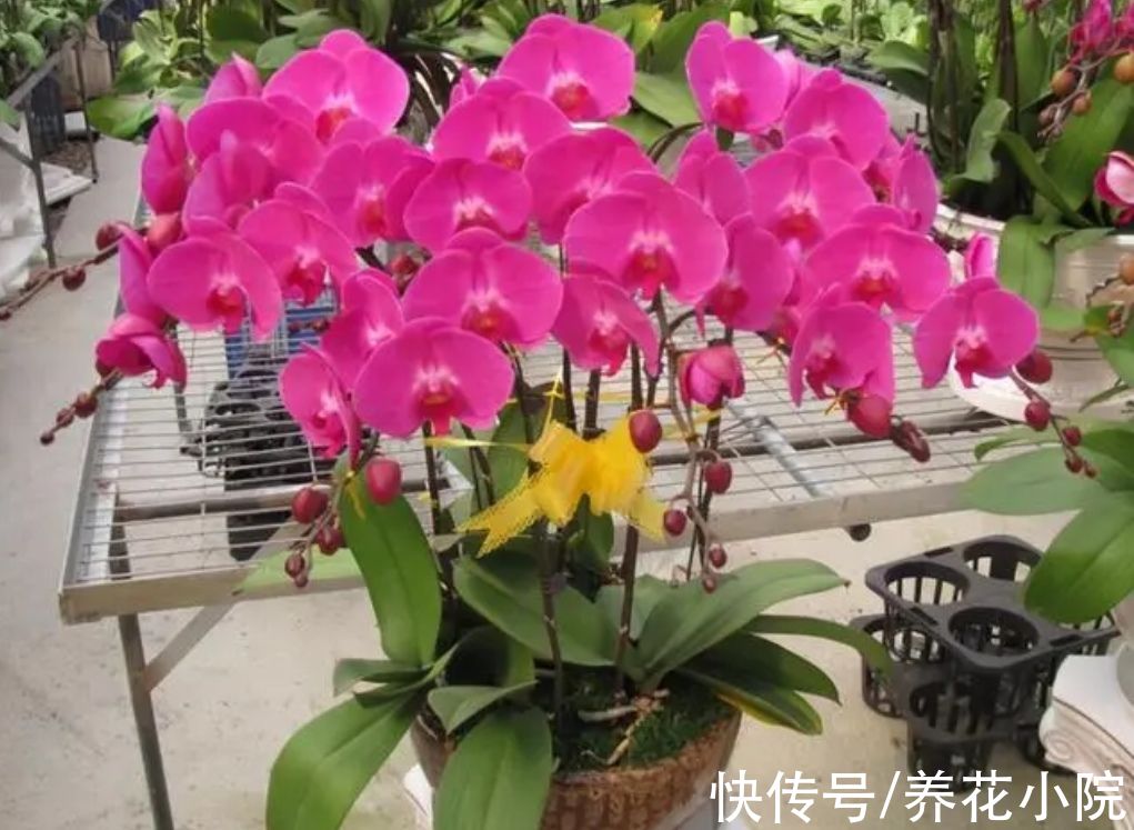 丽格海棠|6种花冬天开，家里养几盆，春节期间开花漂亮又喜庆