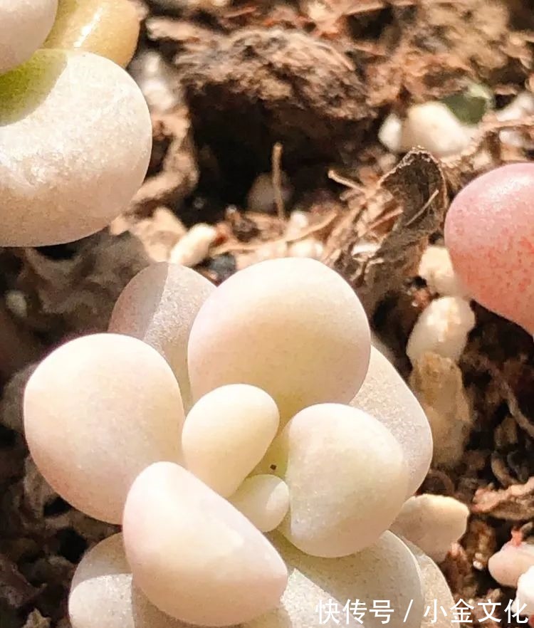 红稚莲|以阳光为滤镜,蓝天为背景,期待拥抱春天,拥抱自然!