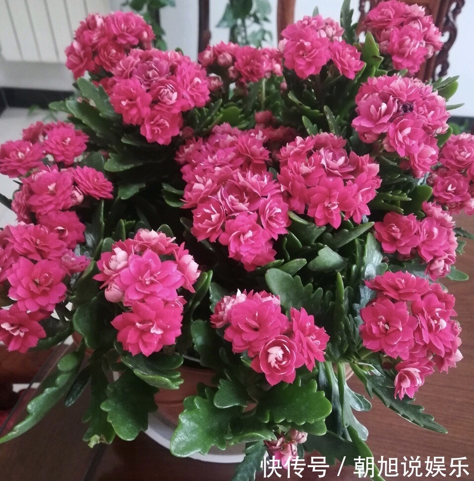 修剪|养长寿花，遇到2种枝条“不能留”，要不全军覆弄、不开花