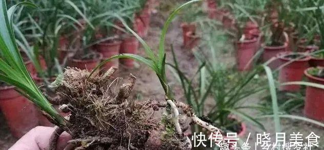 剪掉叶片的兰花，还能成活再生吗？兰友：合理操作，兰株更漂亮