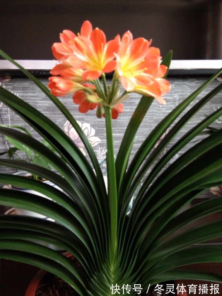 她养君子兰有3个“秘诀”,开春长满“花包子”,阳台变花园