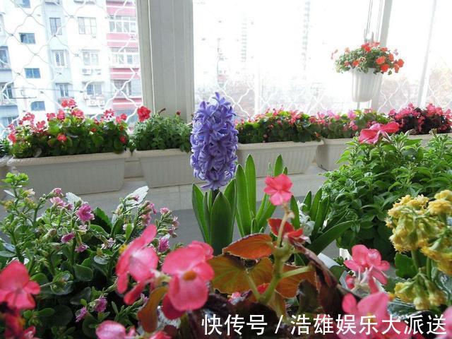 杀手|养花“坏毛病”改掉!小心啥也养不成,变成养花“杀手”