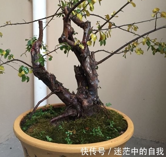 修剪|雀梅被誉为“镇宅树”，春夏养长得比冬日快1倍，制成盆景超值