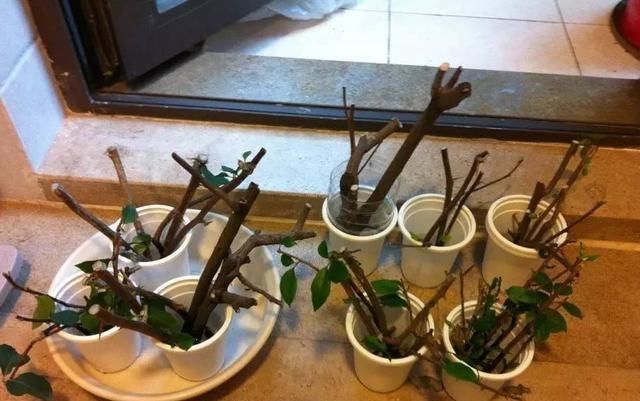 春季扦插三角梅,“随便”剪点枝,白糖当生根粉,沾土就生根