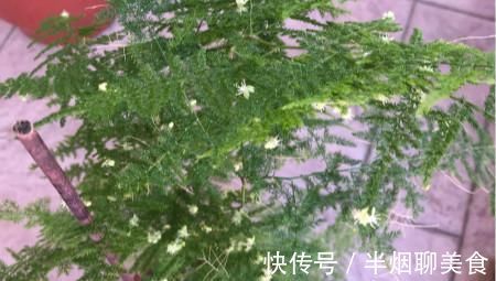 文竹|文竹养几盆有讲究吗?专家:养护的五项注意一定要牢记