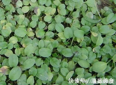 野花野草|你有没有见过60元一斤的野菜?从前是穷人的救命稻草,遇见请珍惜