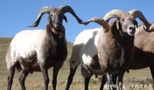 生肖羊,你名字中若带有这些字,一生福泽