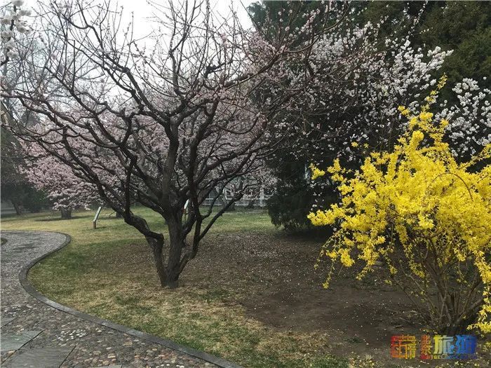 花海！梅花、玉兰、海棠、杏花，你要的醉人春色都藏在北京这座公园里！