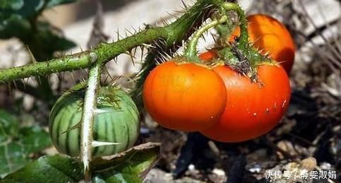 农村路边生长的“牙痛果”,能治牙痛,是珍贵草药,若遇到请珍惜