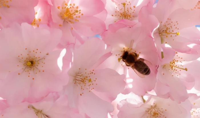 我国曾经轰动一时的樱花小镇，花下巨资打造，如今怎么了