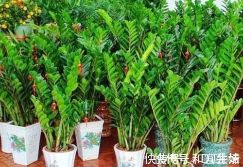 巴西|家里养这几款植物,娇小不占地,财源滚滚来,懂花的人都在养