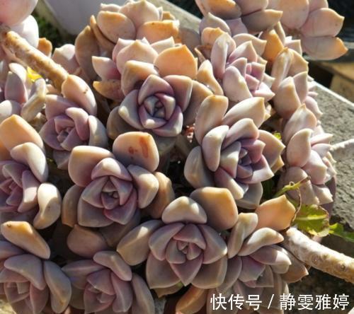 此款多肉植物，好养又贵气，易爆头长成小老桩，养花大神都爱养！