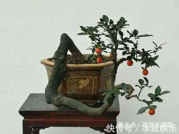 此花再贵,家里也要养1盆,越养越值钱,价值珍贵还旺宅!