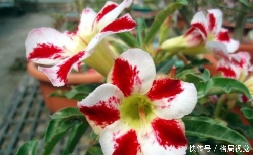 春天养这几款花，枝条插土就生根，开花轻松爆盆，花型独特又美观