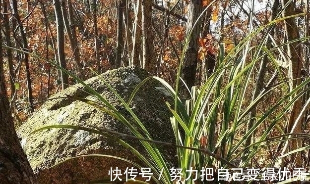雨水|内炼一口气，不接触土壤都能生根，兰花原来是这么生长的