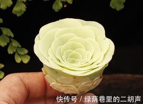 多肉植物|多肉中侧面最迷人的4个品种,远远看一眼就很喜欢,近看也好看