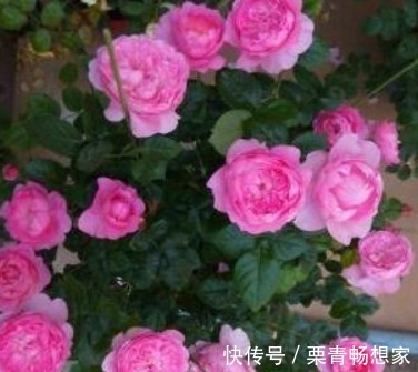 栀子花、茉莉花、都爱喝“1种液体”,用后叶子绿、开花旺