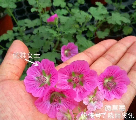 品种|小木槿有几个品种难怪别人的开花更漂亮,原来选错了品种!