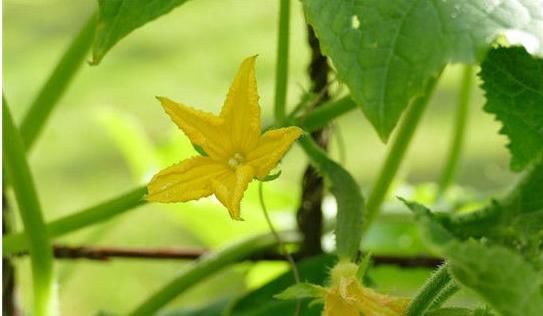 苦荞茶|高血压最怕的5种食物,每天来一点,血压平稳,比降压药管用