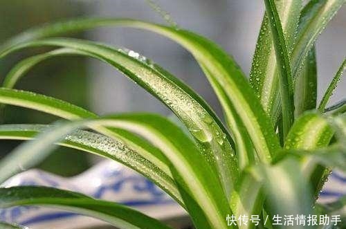 吊兰土加“一料”，不黄叶不焦尖，独苗变老桩，开出层叠群花！