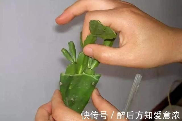 仙人掌|仙人掌如何嫁接蟹爪兰?教你3个嫁接小妙招,方法对了,开花多3倍