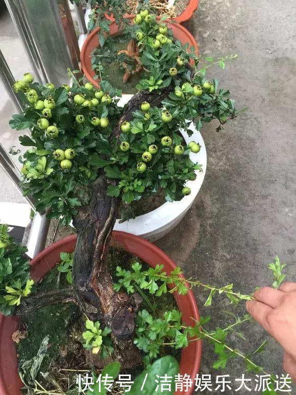 山楂|阳台养1棵山楂树,果子红艳艳,开胃又消食,是盆栽佳品!