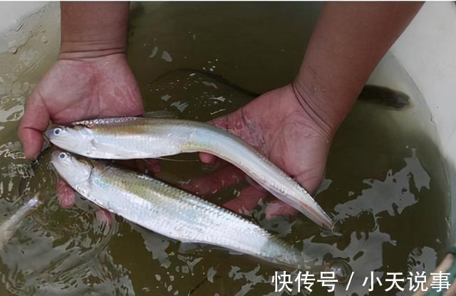 10种价格很高的淡水鱼,钓到这些鱼赶紧带回家