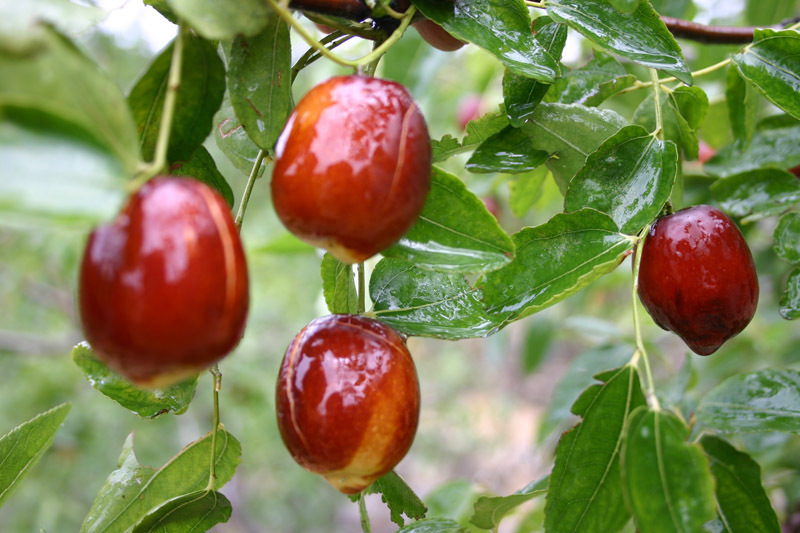 黑发|红枣和配它,女人常吃,白发变黑发,想排出身体毒素的可以试试