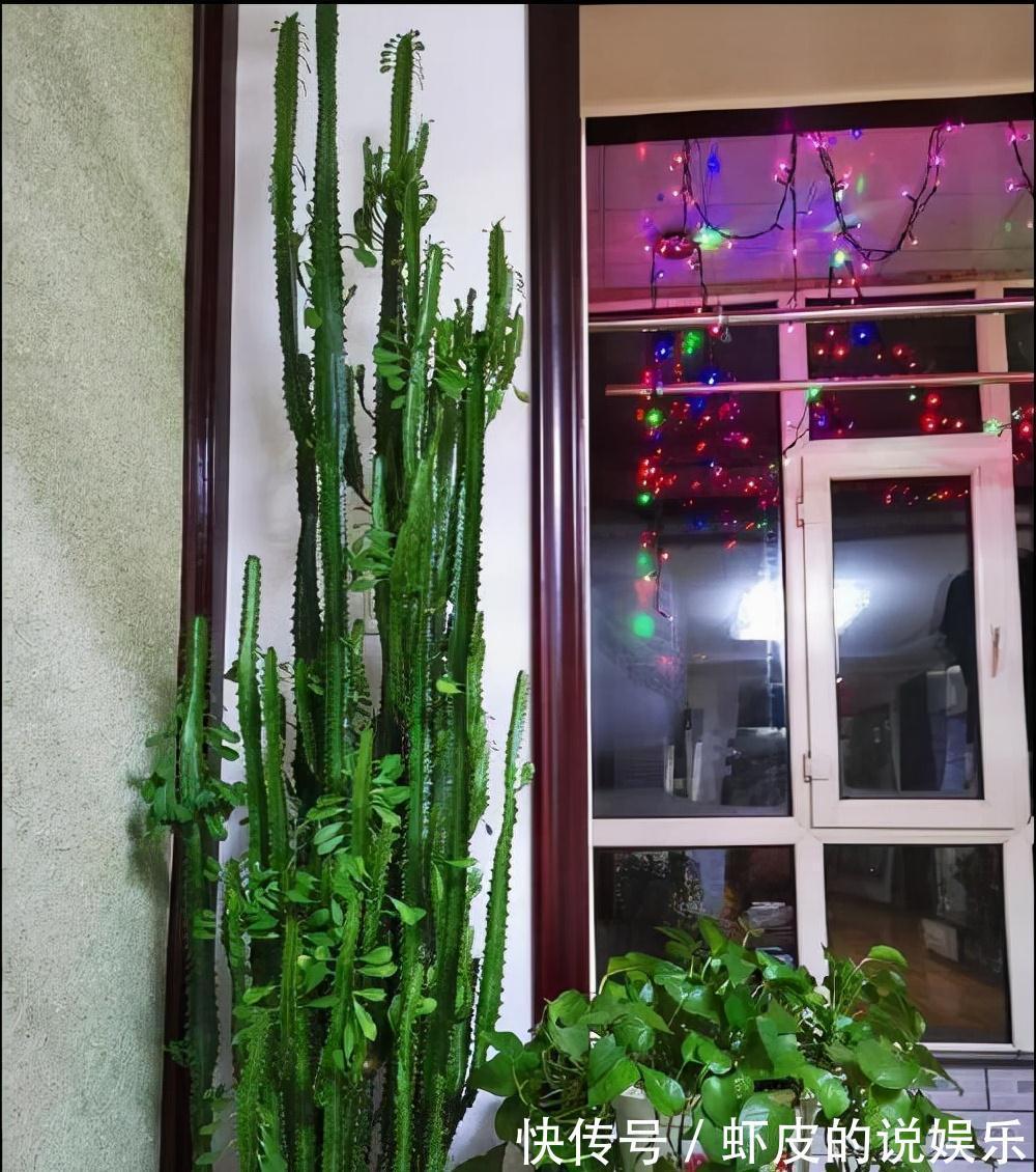 寿命长的“3种花”,最喜欢用小盆栽种,盆越“小”长得越好